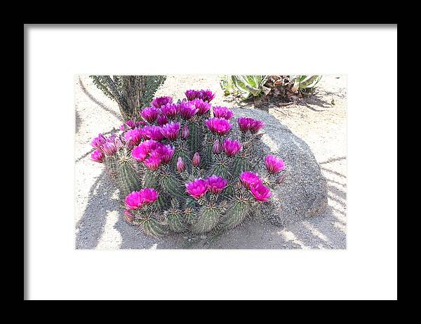 Desert Framed Print featuring the photograph Desert Cactus by Dody Rogers