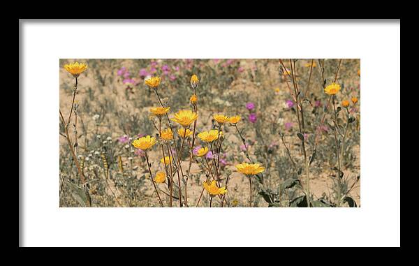 Desert Daisey Framed Print featuring the photograph Desert Daisy by Michael Hope