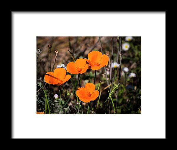 Dessert Flower Abstract Framed Print featuring the photograph Desert Flowers Four Flowers Four by Penny Lisowski