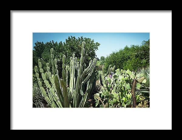 Desert Framed Print featuring the photograph Desert Garden by Catherine Lau