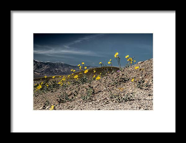Ashford Mills Framed Print featuring the photograph Desert Gold in Death Valley by Janis Knight