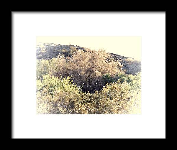 Afternoon Light Framed Print featuring the photograph Desert Ironwood Afternoon by Judy Kennedy