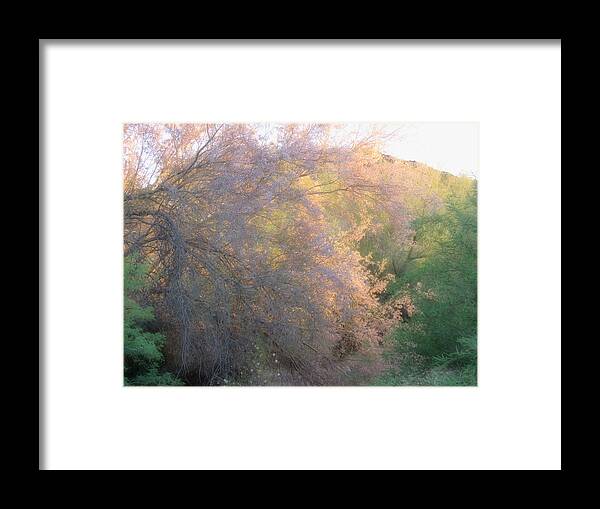 Arizona Framed Print featuring the photograph Desert Ironwood Blooming in the Golden Hour by Judy Kennedy