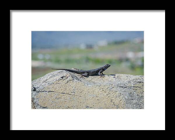 Lizard Framed Print featuring the photograph Desert Lizard 2 by Rick Mosher