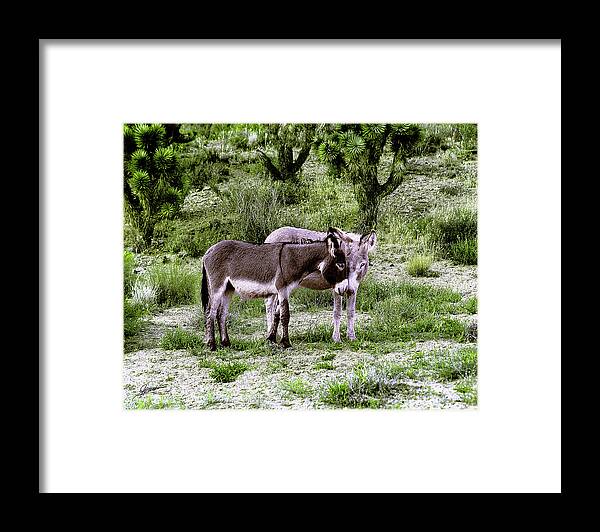 Nature Framed Print featuring the photograph Desert Love by Phil Jensen