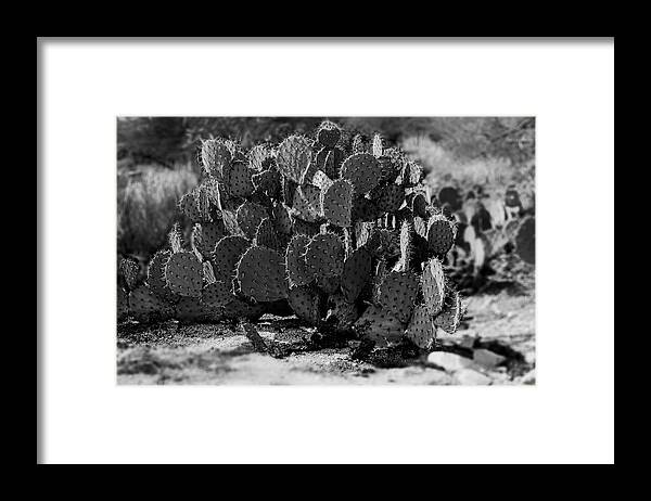 Arizona Framed Print featuring the photograph Desert Prickly-Pear No7 by Mark Myhaver