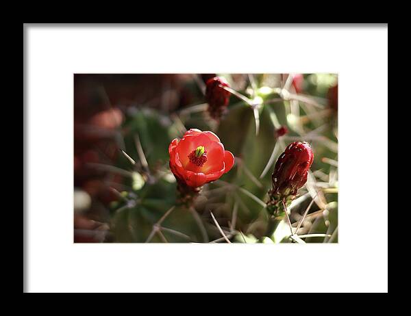 Cactus Framed Print featuring the photograph Desert Rose by David Diaz