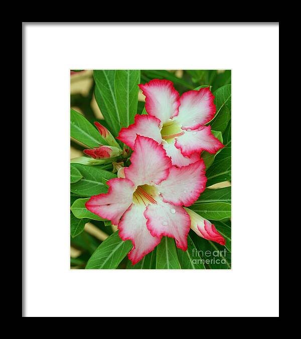 Flower Framed Print featuring the photograph Desert Rose with buds and water by Larry Nieland