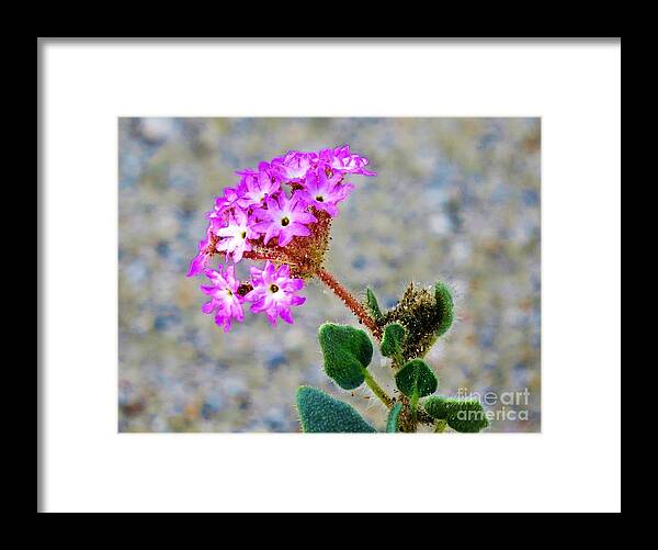 Abronia Villosa Framed Print featuring the photograph Desert Sand Verbena by Michele Penner