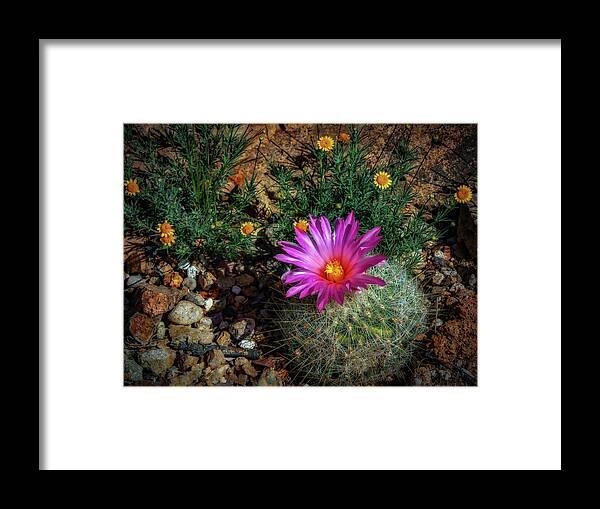 Flowers Framed Print featuring the photograph Desert Splash by Elaine Malott