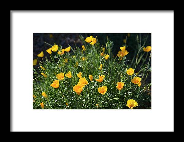 Yellow Framed Print featuring the photograph Desert Spring by Lucinda Walter