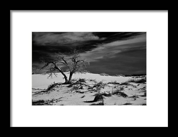 White Sands National Monument Framed Print featuring the photograph desert tree in White Sands bw by Ralf Kaiser