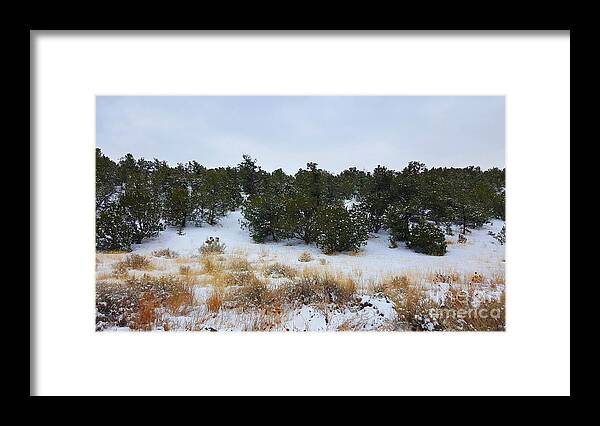 Southwest Landscape Framed Print featuring the photograph Desert tree line by Robert WK Clark