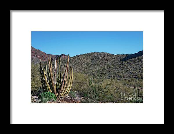 Organ Pipe Framed Print featuring the photograph Desert View Trail by Jeff Hubbard