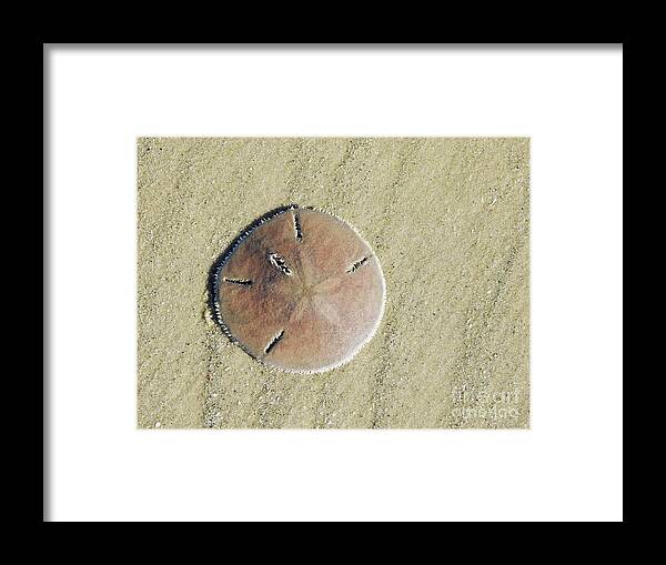 Beach Framed Print featuring the photograph Design In The Sand by Jan Gelders