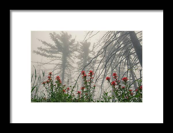 Tree Framed Print featuring the photograph Despite the Gloom by Jody Partin