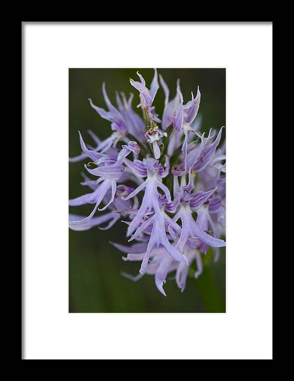Orchid Framed Print featuring the photograph Detail of a Orchid by Perry Van Munster