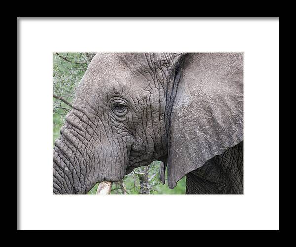 Africa Framed Print featuring the photograph Detail of an African Elephant's Face by Brenda Smith DVM