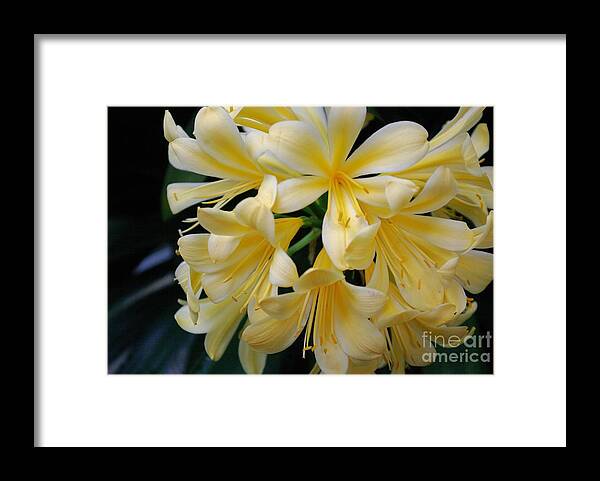 Flowers Framed Print featuring the photograph Details In Yellow and White by John S