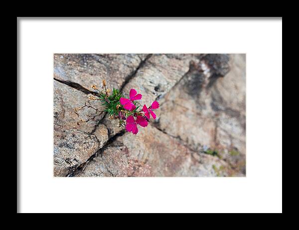 Fucia Flower Framed Print featuring the photograph Determination by Lori Knisely