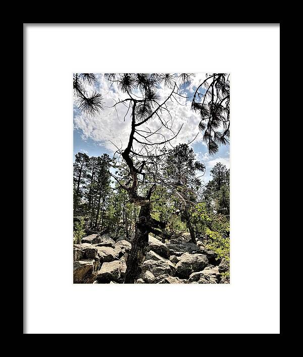 Beautiful Framed Print featuring the photograph Devil's Tower Deadwood by Rob Hans