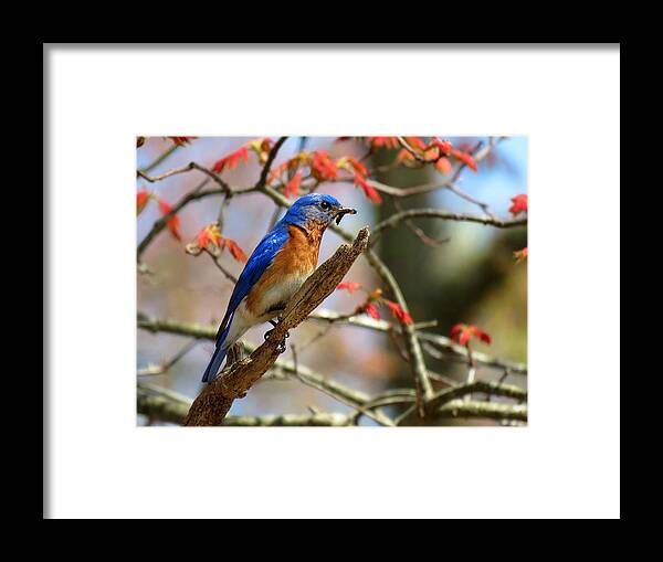 Bluebird Framed Print featuring the photograph Devotion by Dianne Cowen Cape Cod Photography