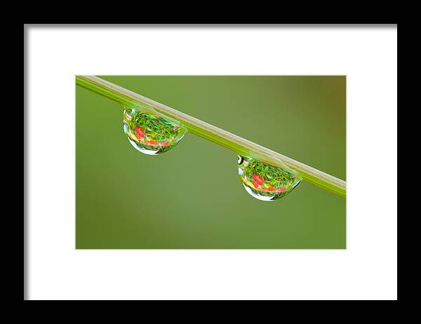 Drops Framed Print featuring the photograph Dew 2 by Yuri Peress