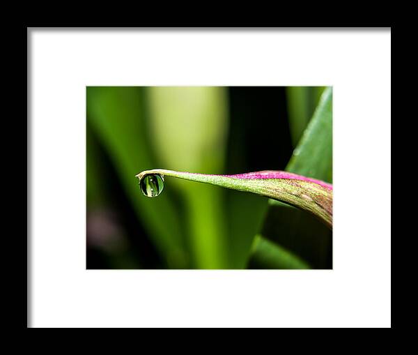 Dew Framed Print featuring the photograph Dew Drop by Charles Hite
