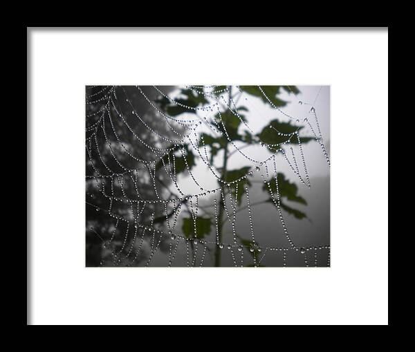 Rain Framed Print featuring the photograph Dew Drops In by Diannah Lynch