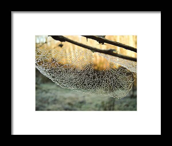 Spider Framed Print featuring the photograph Dew by Herman Robert