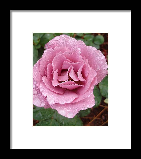 Flowers Framed Print featuring the photograph Dew Kissed Angel by Anjel B Hartwell