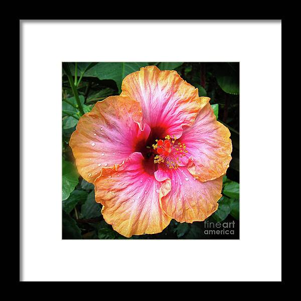 Hibiscus Framed Print featuring the photograph Dew-Kissed Hibiscus by Sue Melvin