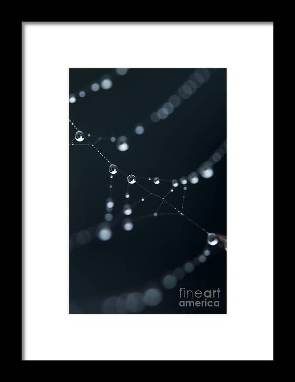 Dew Framed Print featuring the photograph Dewdrop on cobweb 002 by Clayton Bastiani