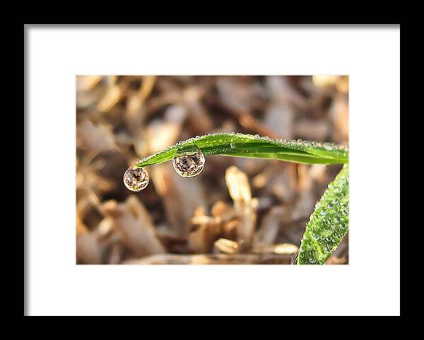 Nature Framed Print featuring the photograph Dewdrops by Gouzel -