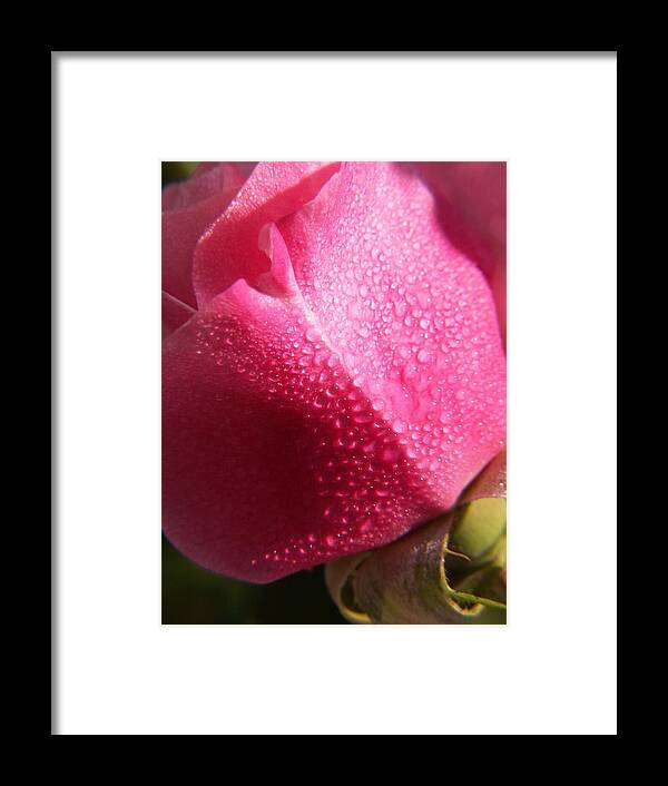 Pink Roses Framed Print featuring the photograph Dewy Rose by Amy Fose