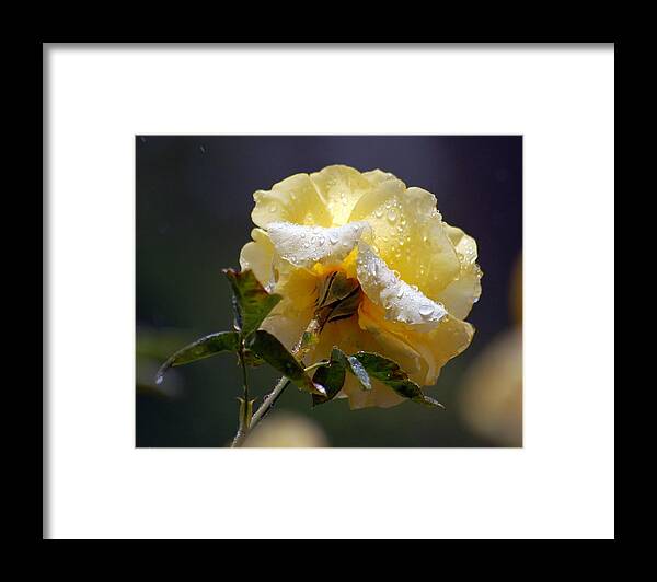 Flower Framed Print featuring the photograph Dewy Yellow Rose 1 by Amy Fose