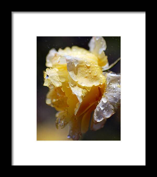 Rose Framed Print featuring the photograph Dewy Yellow Rose 2 by Amy Fose