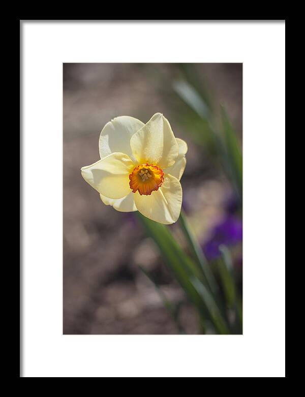 Daffodil Framed Print featuring the photograph Diagonal Daffy by Morris McClung