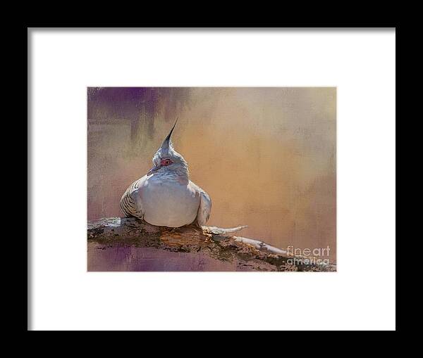 Crested Pigeon Framed Print featuring the photograph Crested Pigeon by Eva Lechner