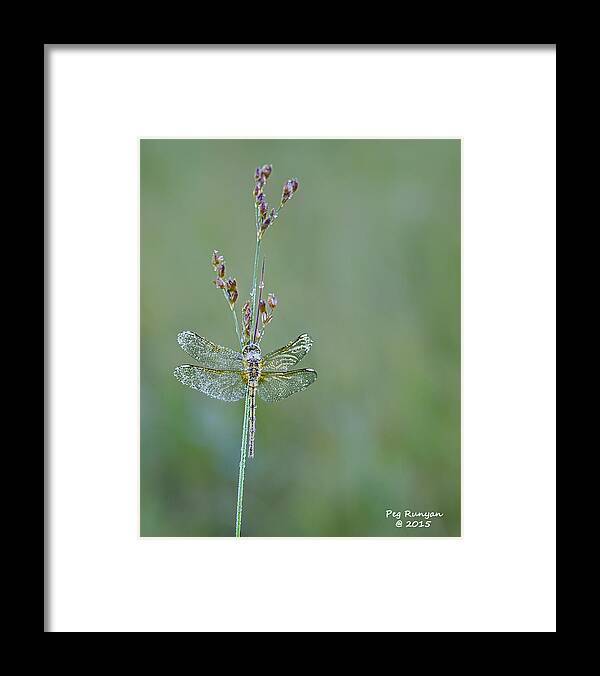 Dragonfly Framed Print featuring the photograph Diamond Dragonfly by Peg Runyan