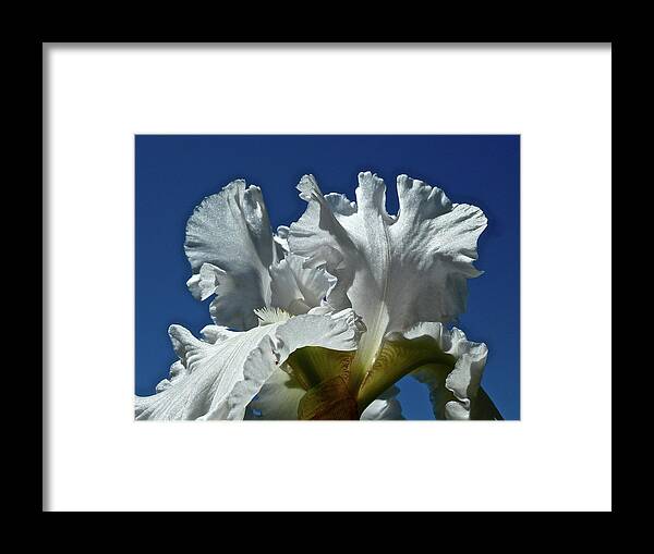 Flowers Framed Print featuring the photograph Did Not Evolve by Diana Hatcher