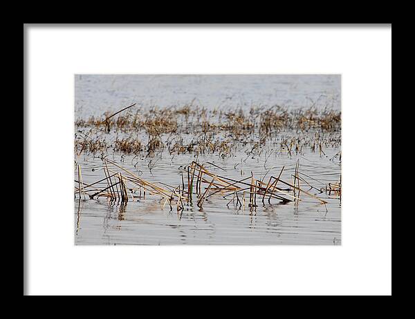 Reeds Framed Print featuring the photograph Difficult Reeding by Donna Blackhall