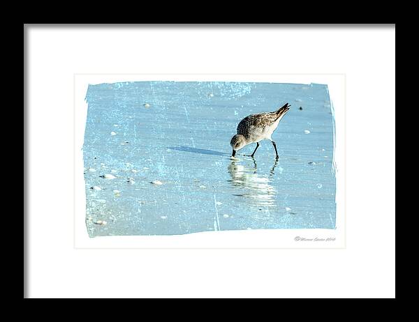 Birds Framed Print featuring the photograph Dig In by Marvin Spates
