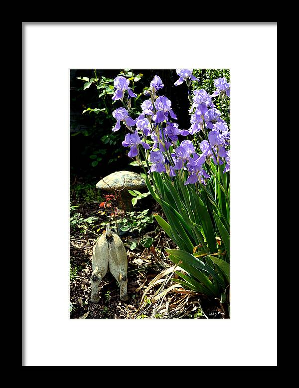 Iris Framed Print featuring the photograph Digging Iris Bulbs by Lesa Fine