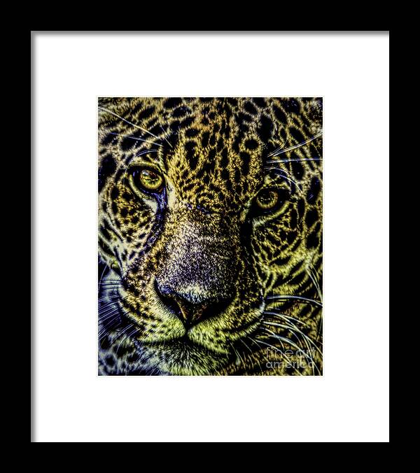 Big Cats Framed Print featuring the photograph Bebu by Ken Frischkorn