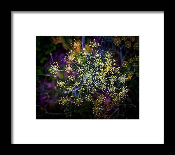 Dill Framed Print featuring the photograph Dill Going To Seed by Bill Swartwout