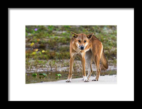 2017 Framed Print featuring the photograph Dingo on 75 mile beach, by Andrew Michael