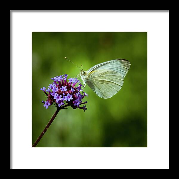 Butterfly Close-up Framed Print featuring the photograph Dinner At Eight by Don Wright