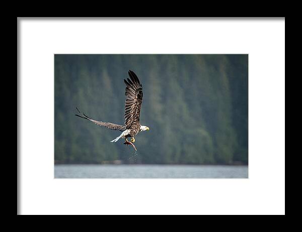 Bald Eagle Framed Print featuring the photograph Dinner is on its way by Jeanette Mahoney