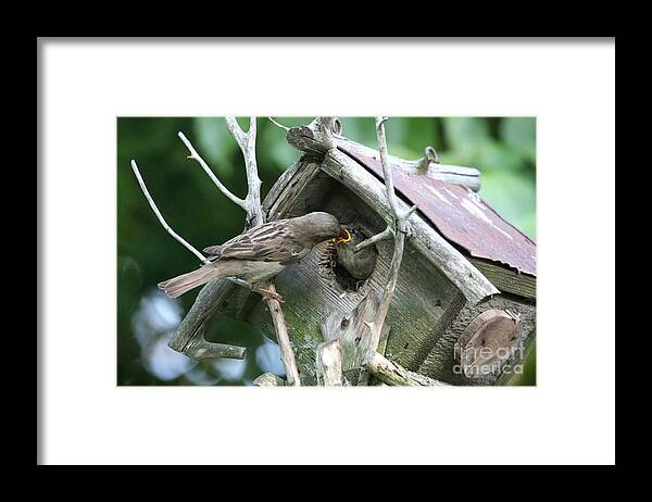 Birds Framed Print featuring the photograph Dinner Time by Jayne Carney